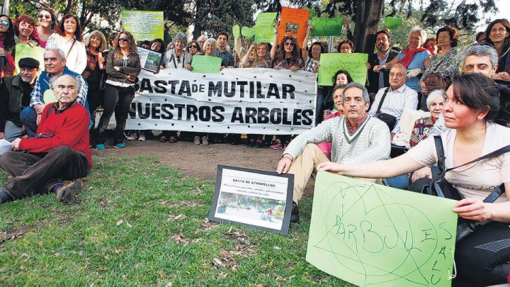 Guillermina Bruschi: "No contamos con expertos en lo que es la evaluación del riesgo de los árboles"