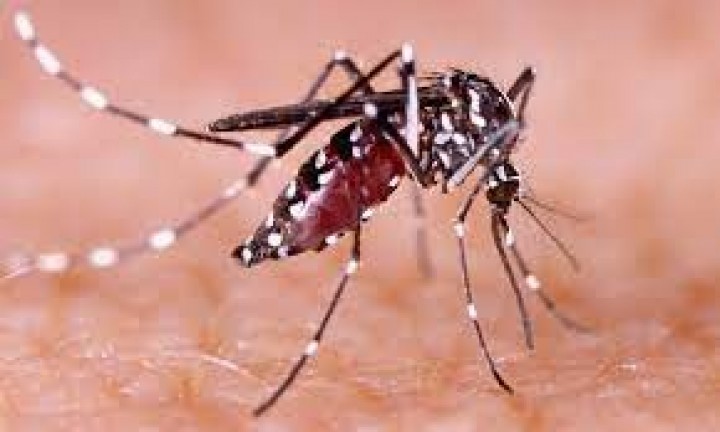 Ricardo Teijeiro: "Hay cuatro cepas de dengue"