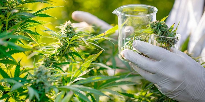 Informe sobre Cannabis Medicinal, en Hagamos Algo Con Esto