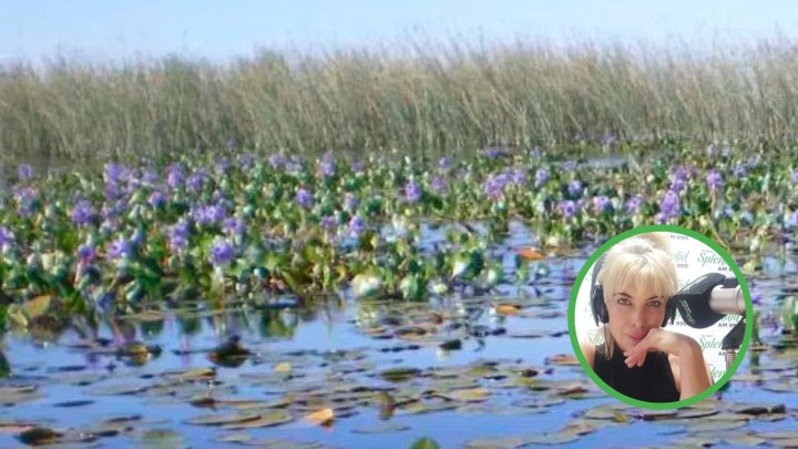 ¿Cómo impacta el DNU y la Ley Ómnibus en el Ambiente?