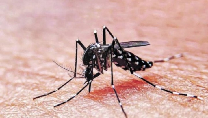Confirmaron que hay circulación comunitaria de Dengue y Chikungunya en AMBA